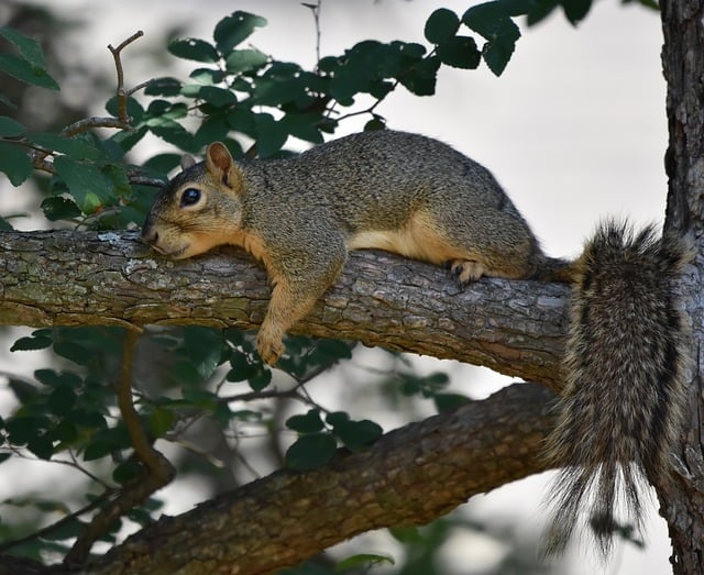 squirrel