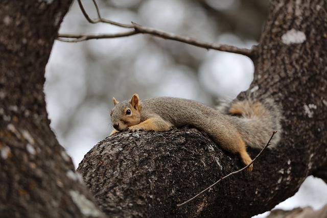 Squirrel-Proof Your Feeders: Save Money with Exclusive Dried Mealworm Offer!