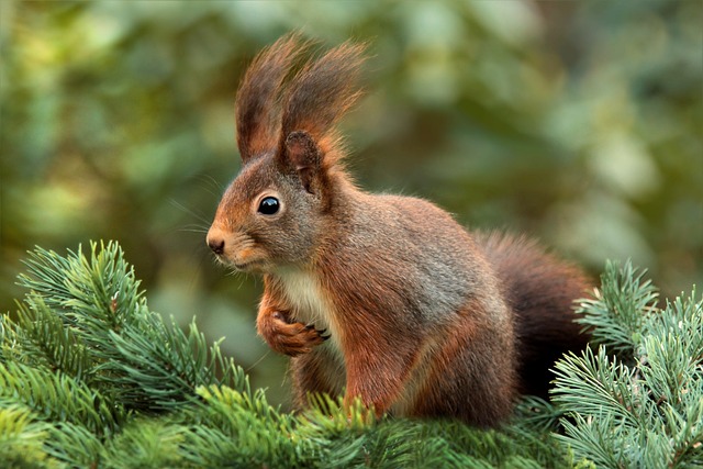 squirrel