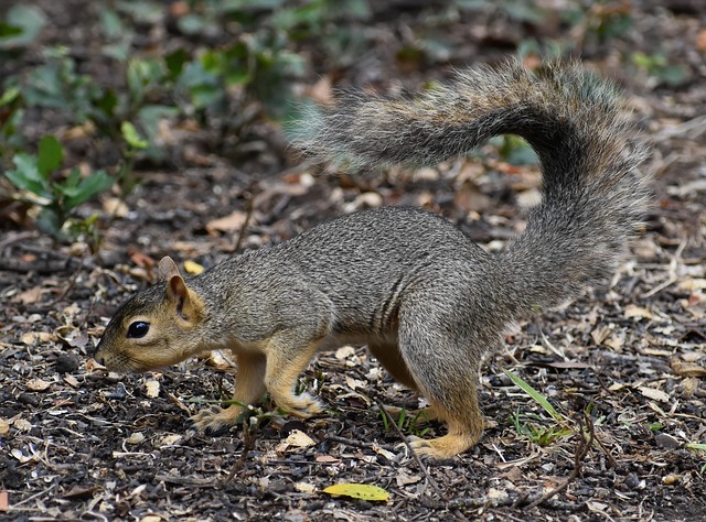 squirrel