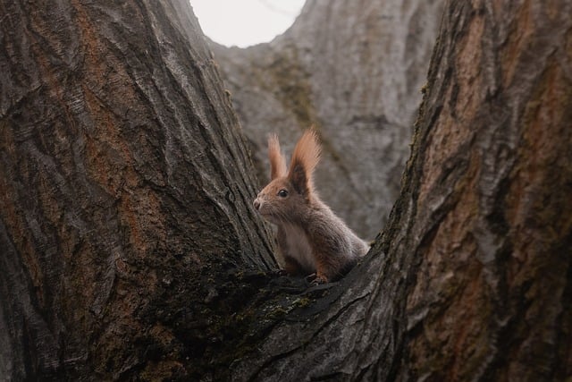 squirrel