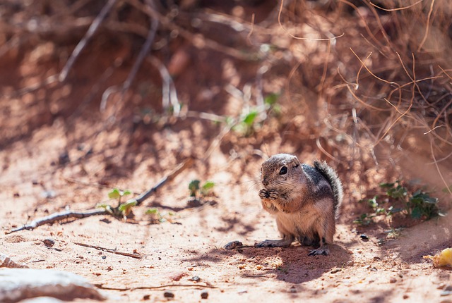 squirrel-640x480-56680186.jpeg