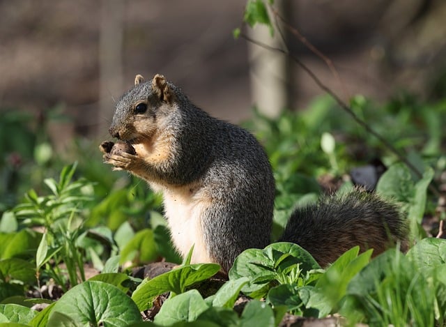 squirrel