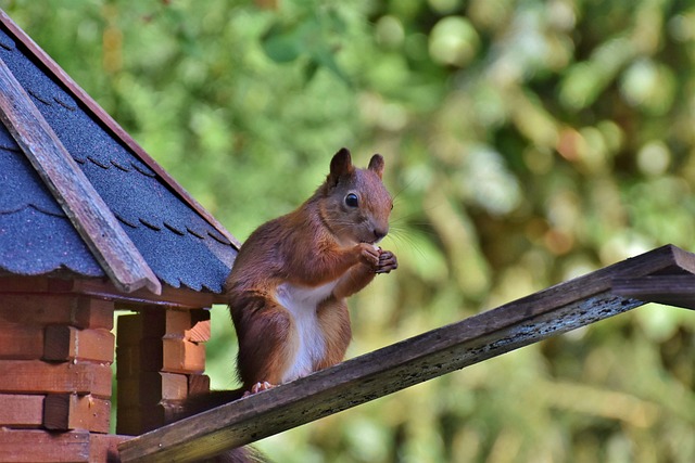 Squirrel Proof Bird Feeder: Easy Cleaning, Save Money in Sheffield!