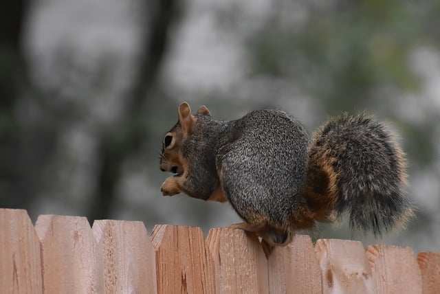 Squirrel Proof? Yes! Easy Installation Cardiff Bird Feeder – Save Now!