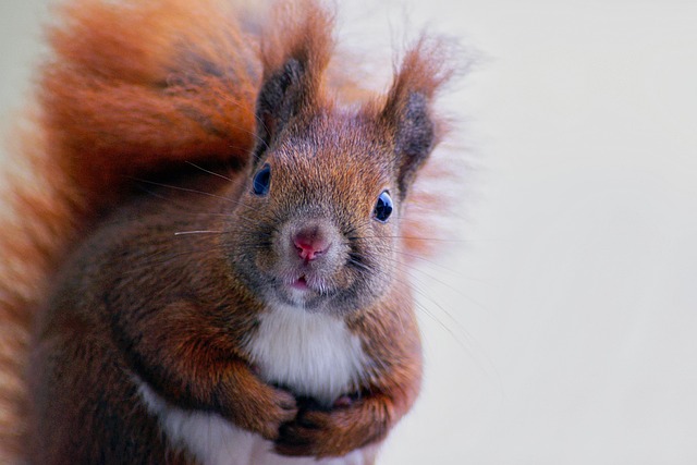 squirrel
