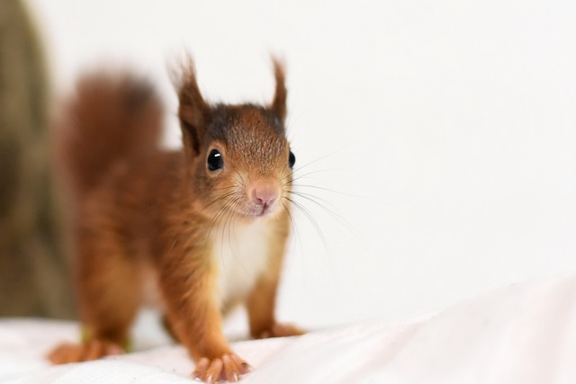 squirrel