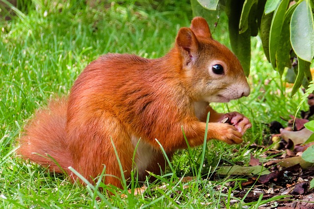 squirrel