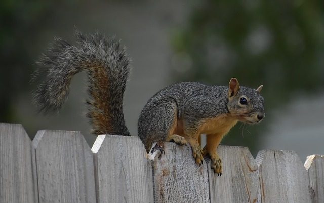 squirrel