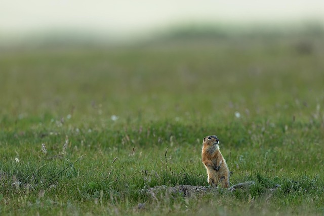 squirrel
