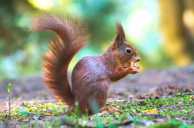 squirrel
