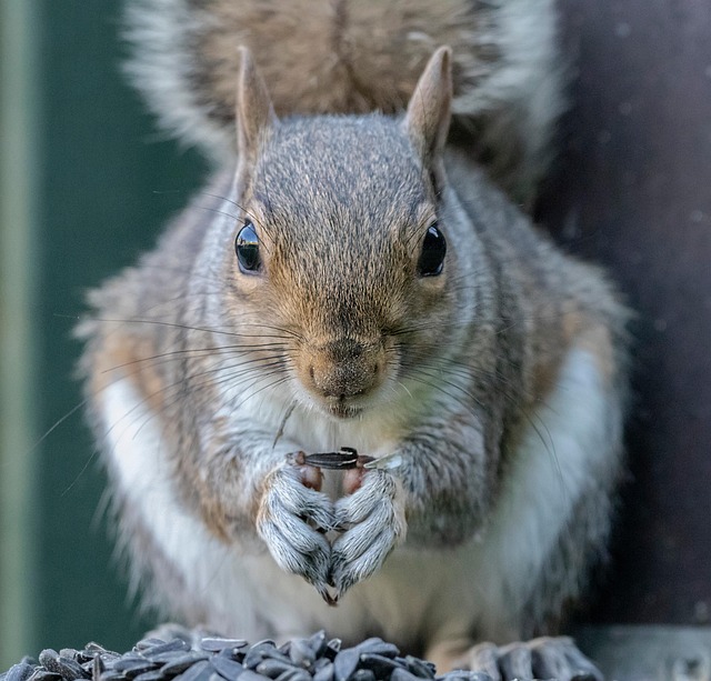 squirrel