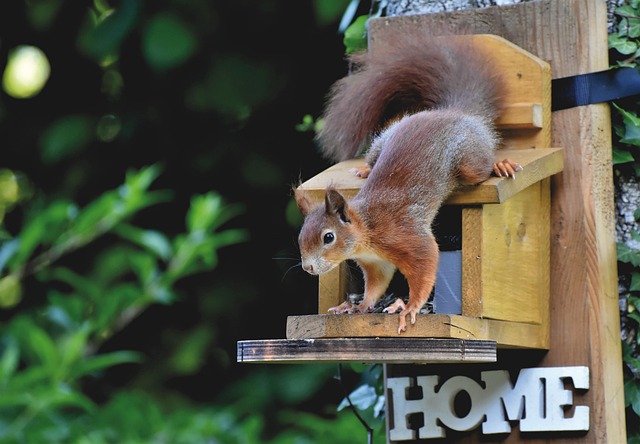 squirrel