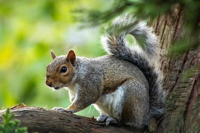 squirrel