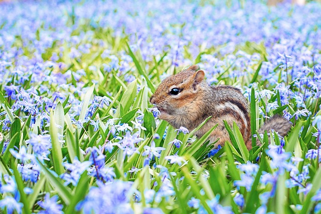 squirrel