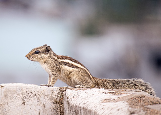 squirrel