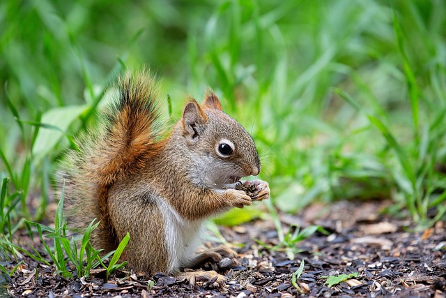 squirrel