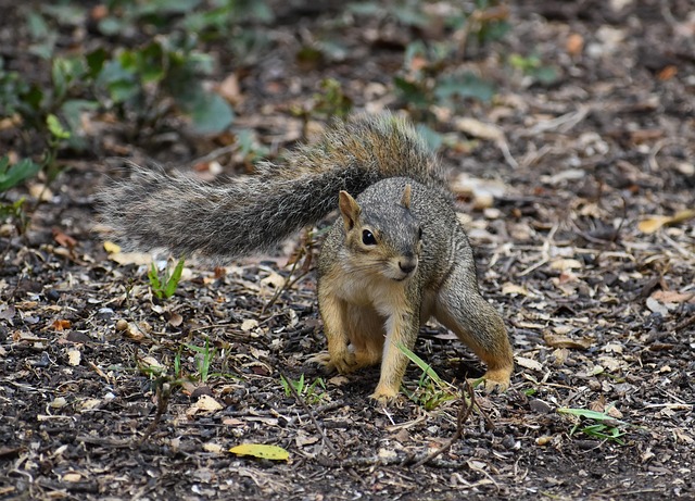squirrel