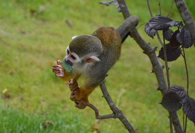 squirrel