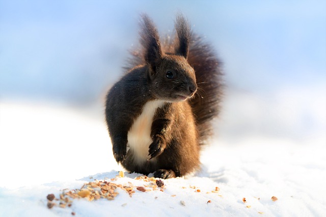 Squirrel-Proof Bird Feeders Manchester: Save Money, Enjoy Peaceful Feeding