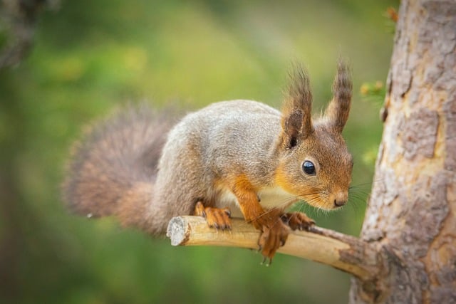 squirrel