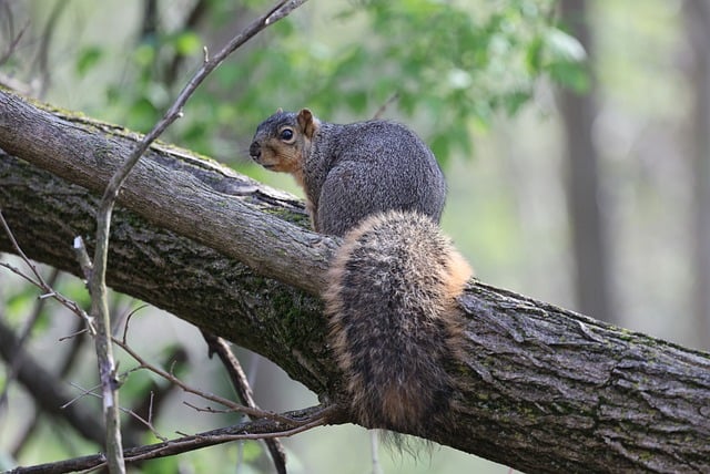 squirrel