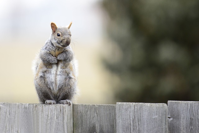 squirrel