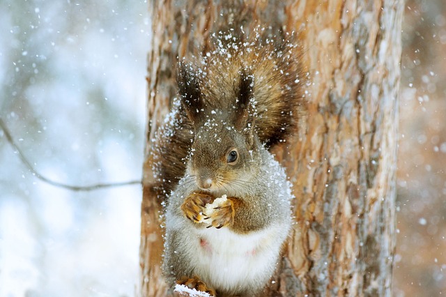 squirrel