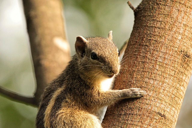squirrel