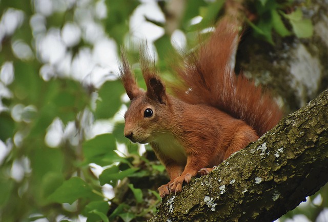 squirrel
