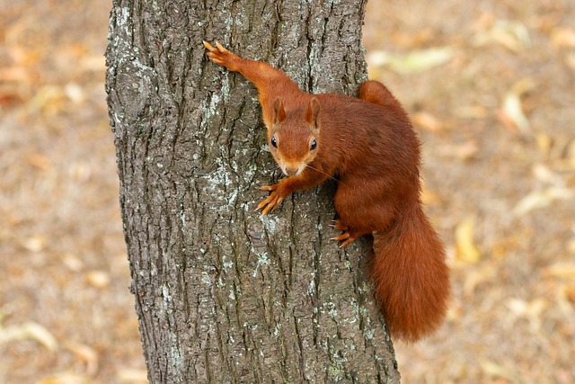 squirrel