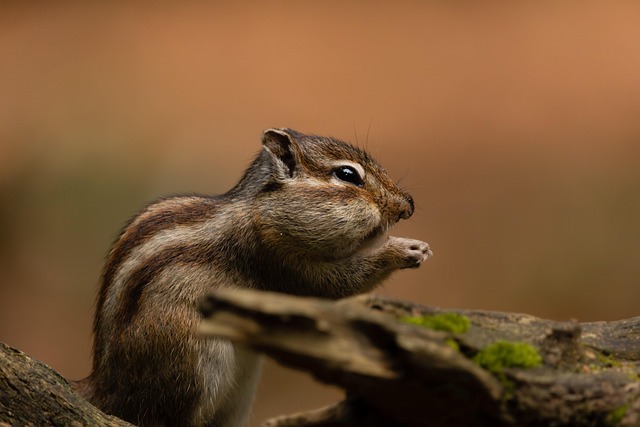 squirrel