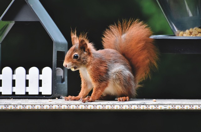 squirrel-640x480-75479810.jpeg
