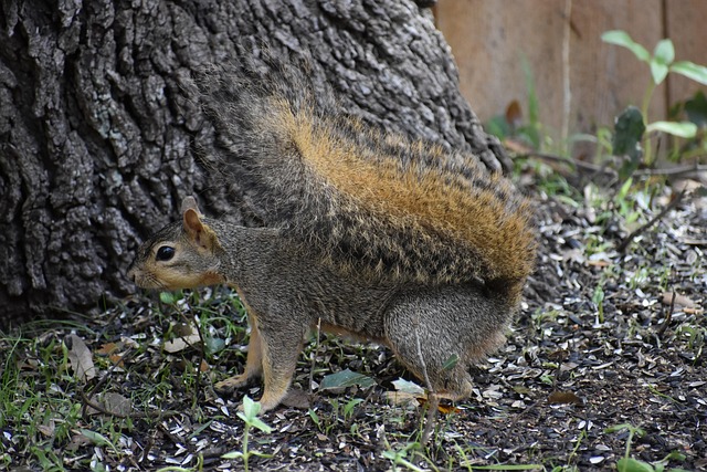 squirrel