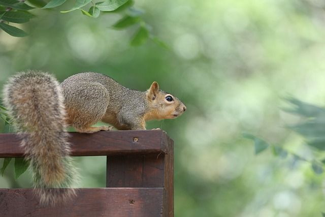 Squirrel Proof Feeders Manchester: Save Money, Free Delivery, Top Quality Hearts!