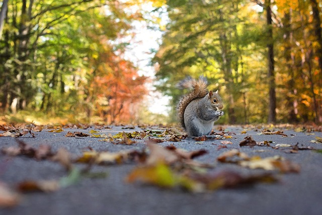 squirrel