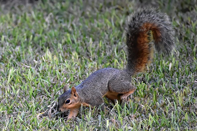 squirrel
