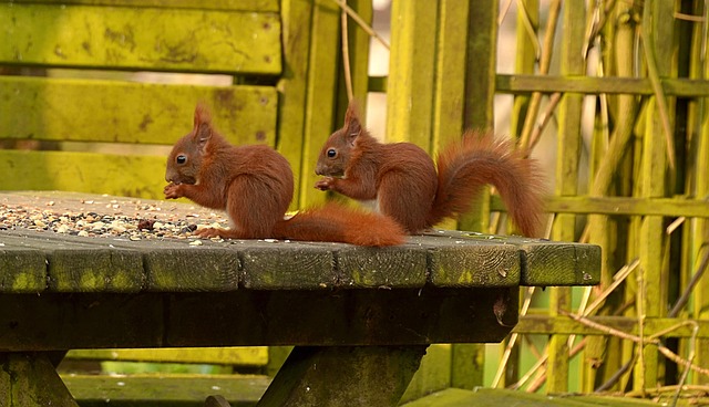 squirrel