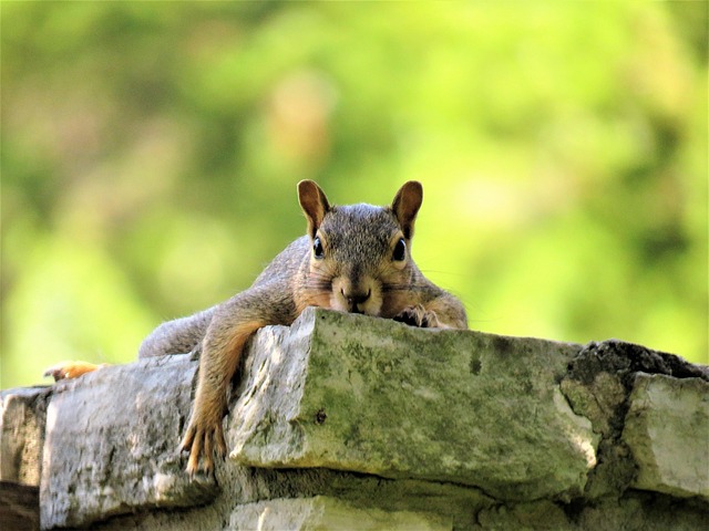 squirrel