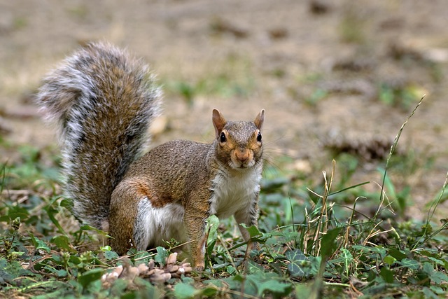 squirrel