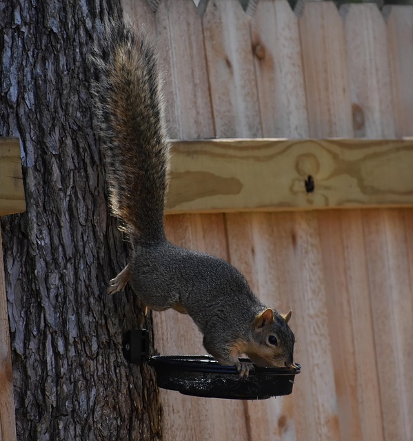 squirrel