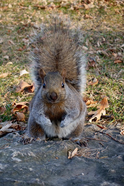 squirrel