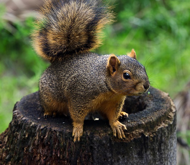squirrel