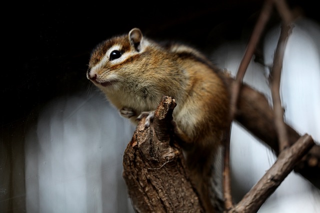 squirrel