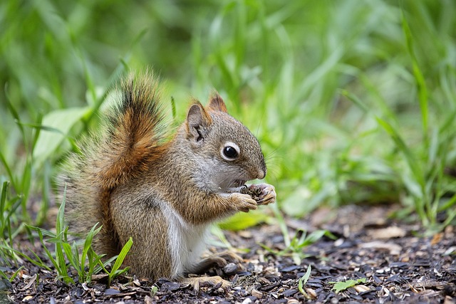 Squirrel-Proof Your Feeders: Bulk Peanuts, Free Shipping – Manchester’s Best Deals!
