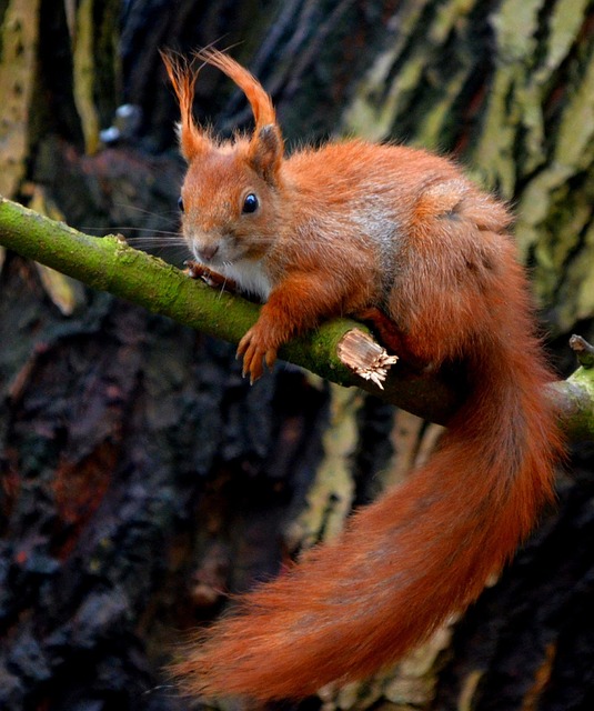 squirrel