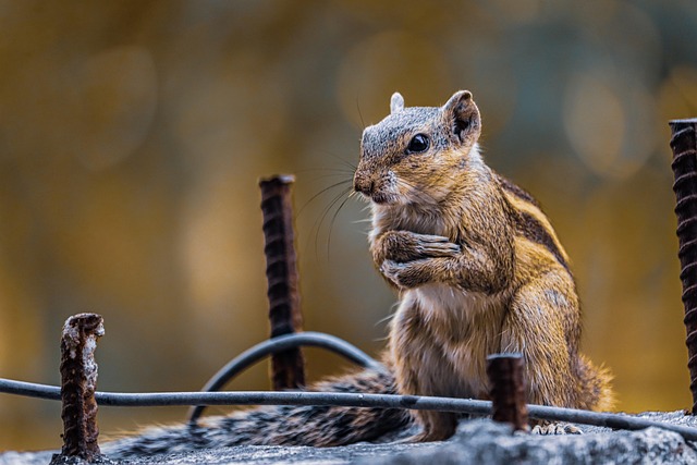 squirrel