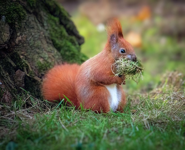 squirrel