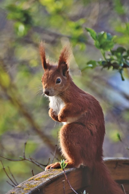 squirrel