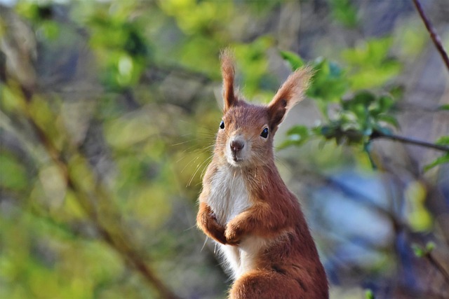squirrel